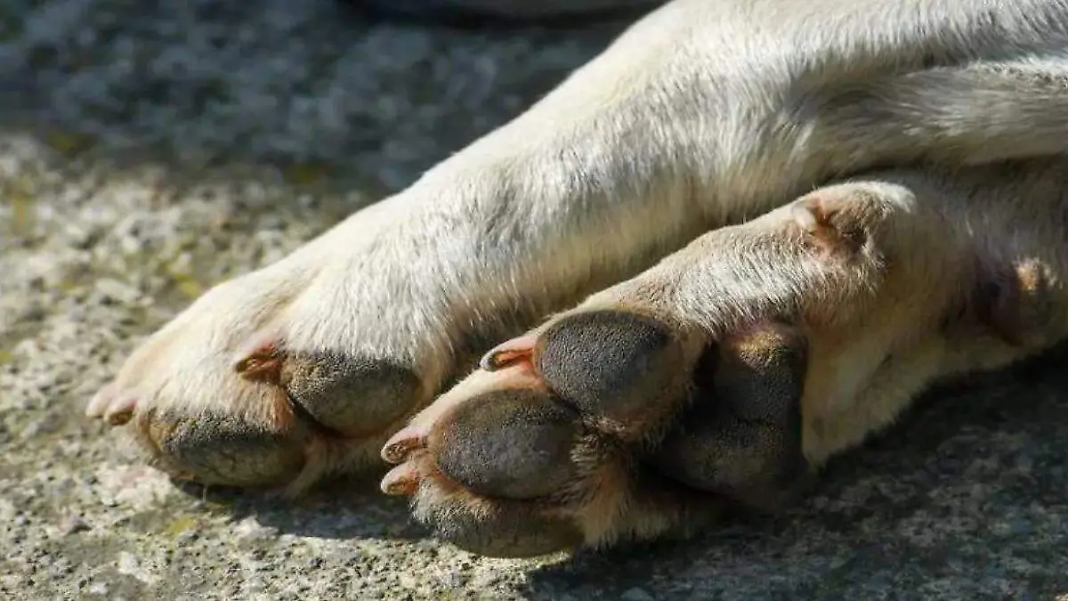 perros patitas de perritos