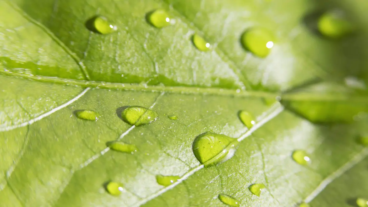 El avance combina microscopía, sensores y aprendizaje automático para analizar estomas en acción.