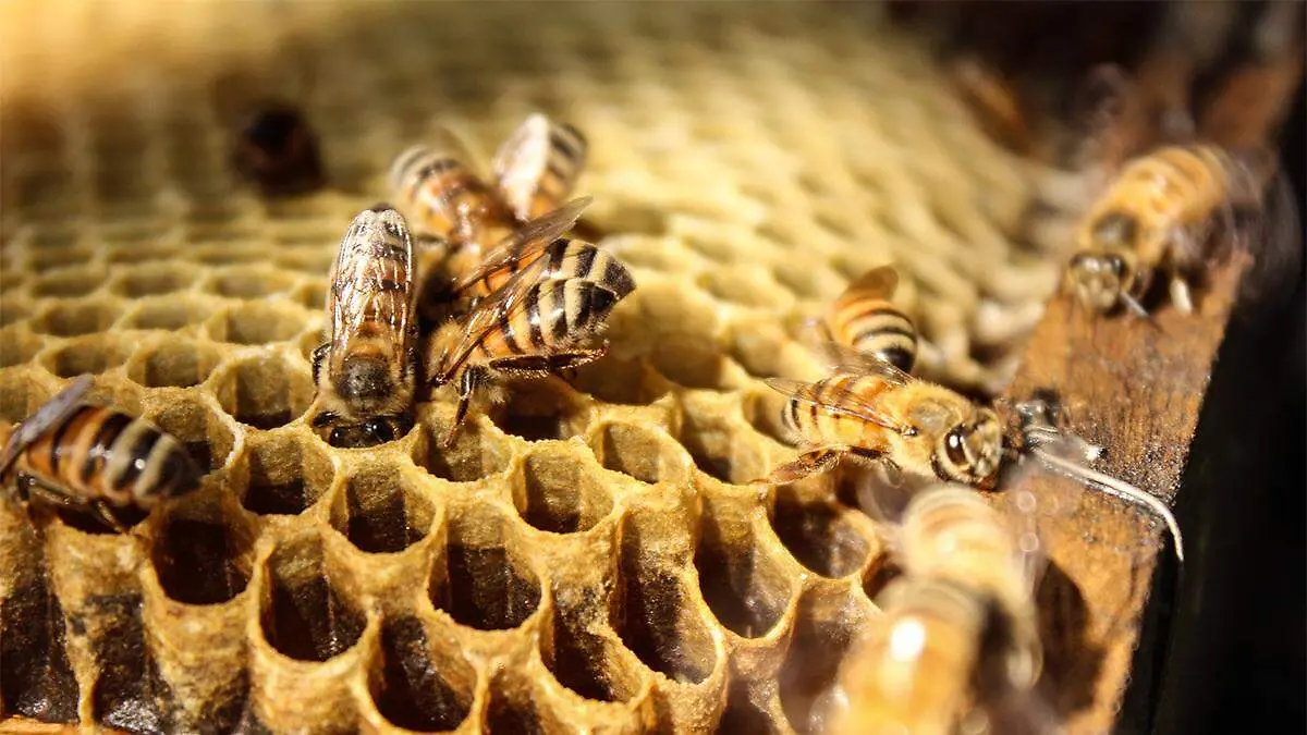 La búsqueda de miel implica conocer el territorio, observar posibles árboles hospederos, identificar la colmena