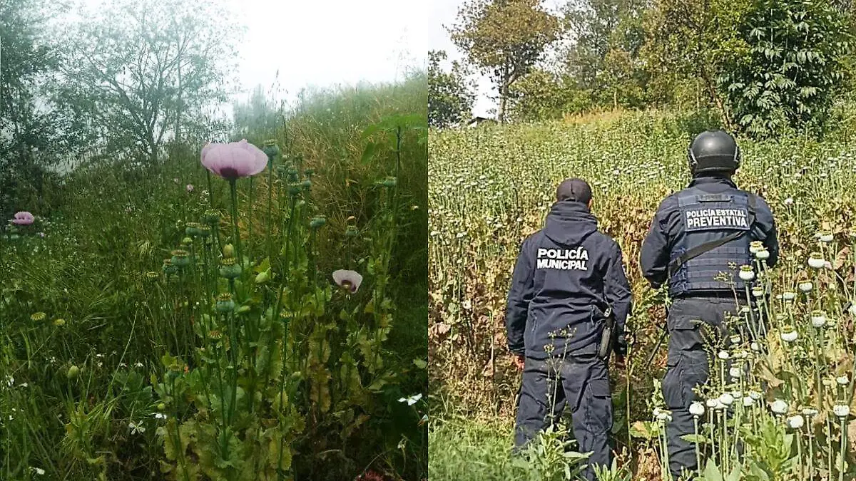 sembradio de amapola es encontrado en Zoquitlan