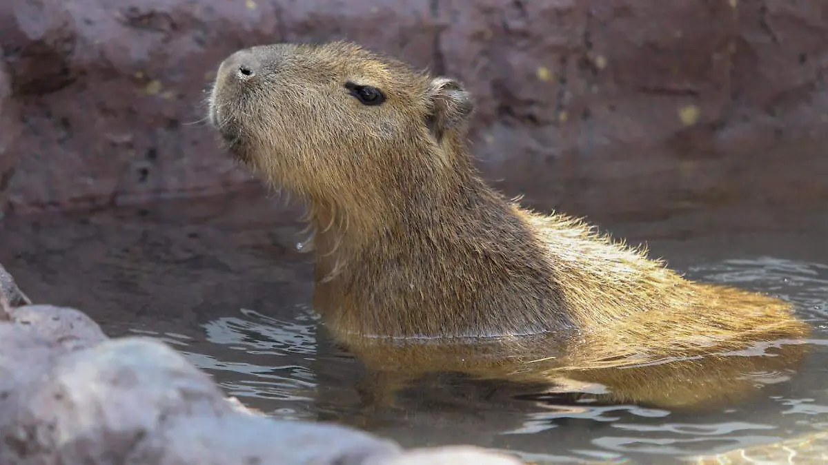 capibara en un estanque de agua