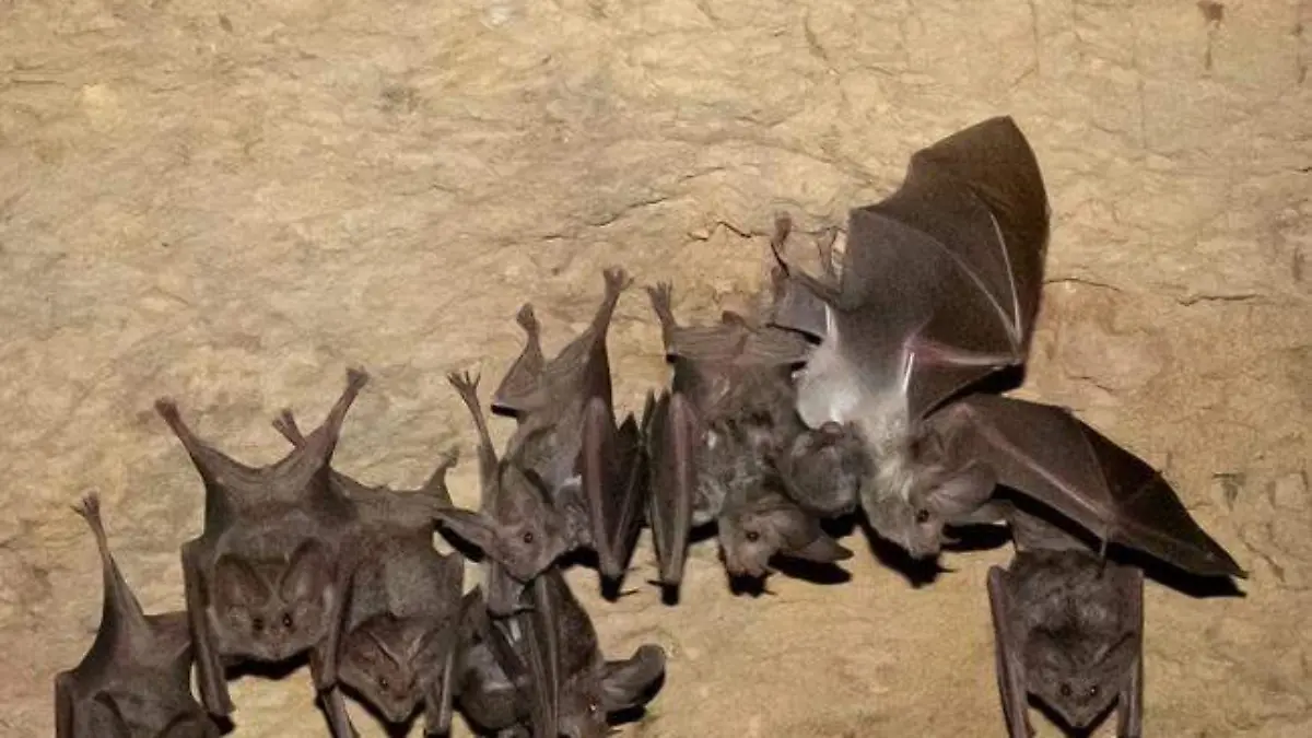 En Cueva del Cerrito de San Sebastián Zinacatepec crece colonia de murciélago en peligro