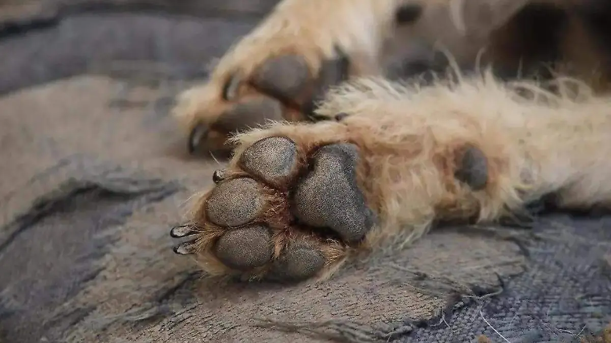 patittas o huellas de un perrito