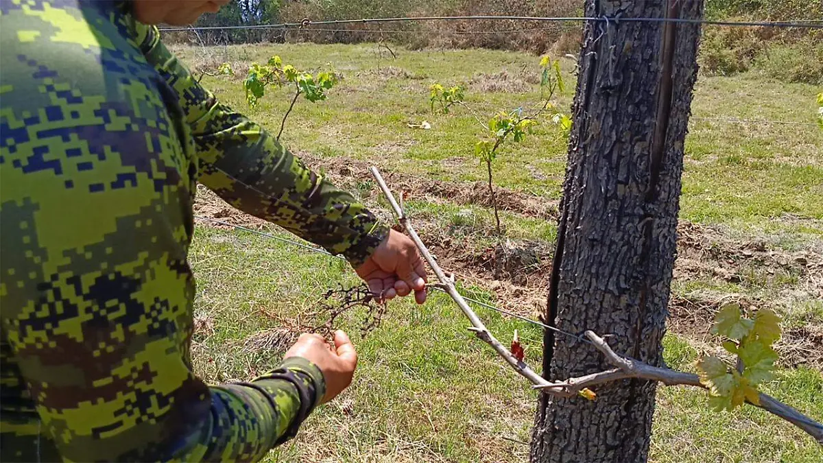 Ha sido clave la participación de su hija, estudiante de agronomía en la Universidad Benito Juárez del municipio de Chiautzingo
