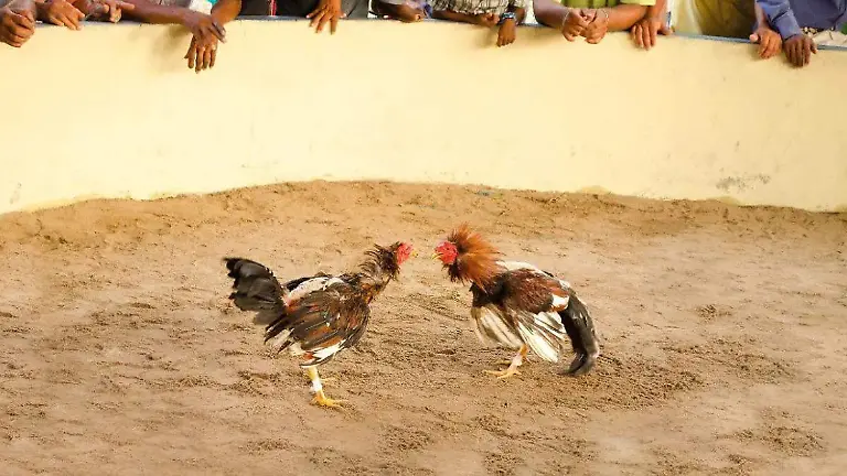 pelea de gallos