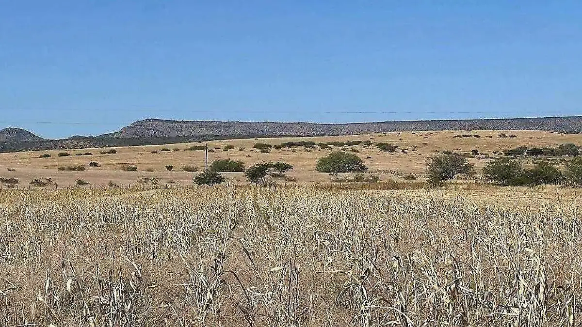 campo de agricultura afectado por el calor