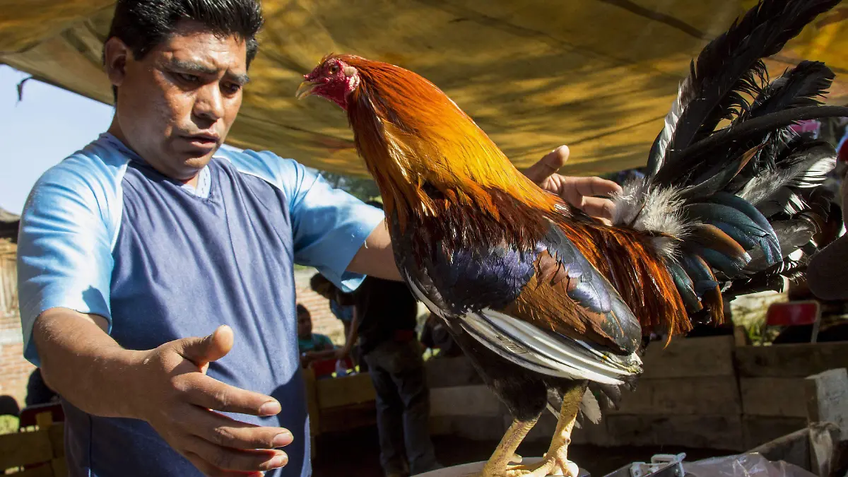 435512_Pelea de Gallos_impreso