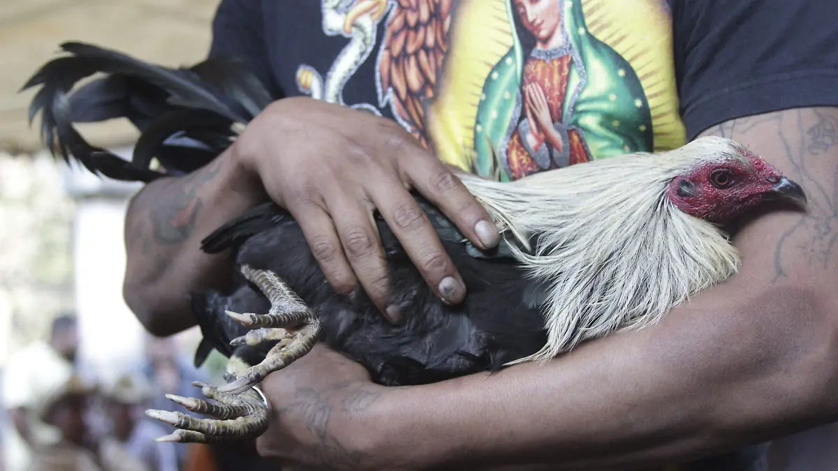 435515_Pelea de Gallos_impreso