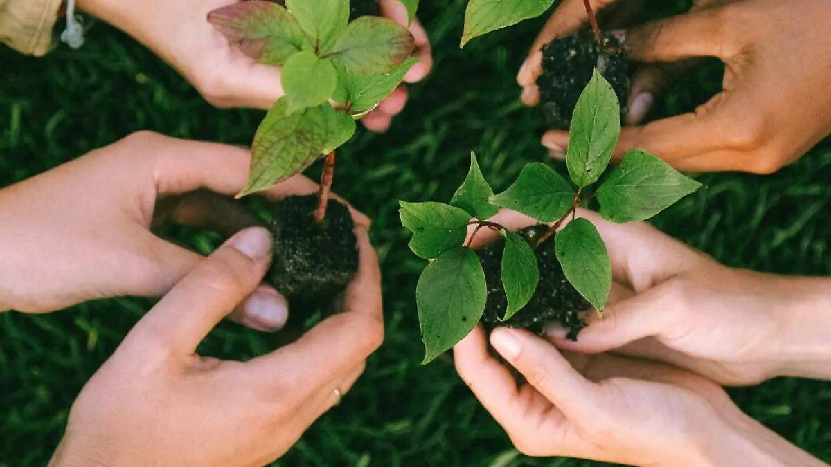 medio ambiente, plantas en terreno