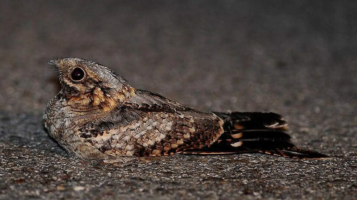Investigadores documentaron durante más de una década cómo una especie de ave regula su energía y comportamiento al ritmo del ciclo lunar.