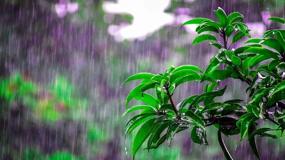 lluvia cae sobre plantas