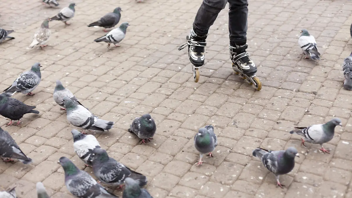 Un estudio realizado en cinco países europeos reveló que aves urbanas suelen huir antes cuando se acerca una mujer que cuando se acerca un hombre.