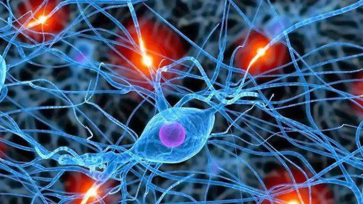 cerebro neuronas