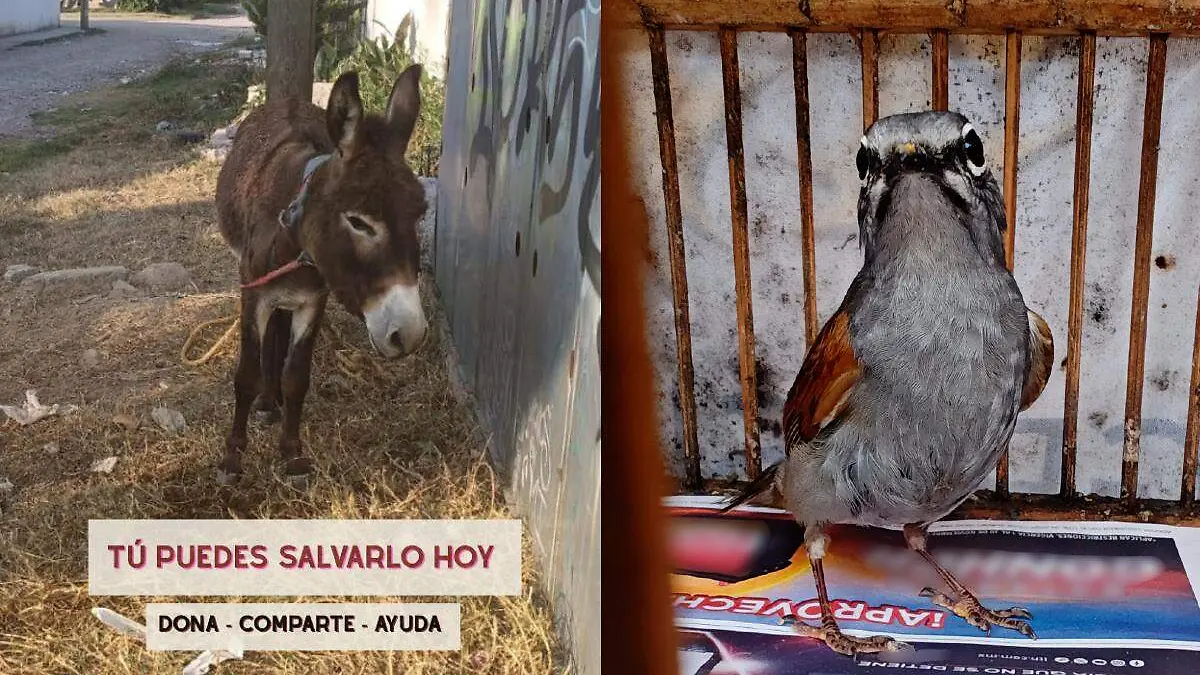 Burrito rescatado por Cuacolandia y ave rescatada por Profepa
