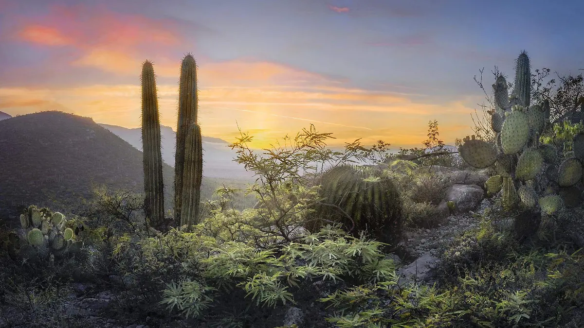 La Ruta de la Reserva de la Biósfera Tehuacán-Cuicatlán reúne seis municipios con cavernas, senderos, rituales ancestrales y paisajes naturales únicos.