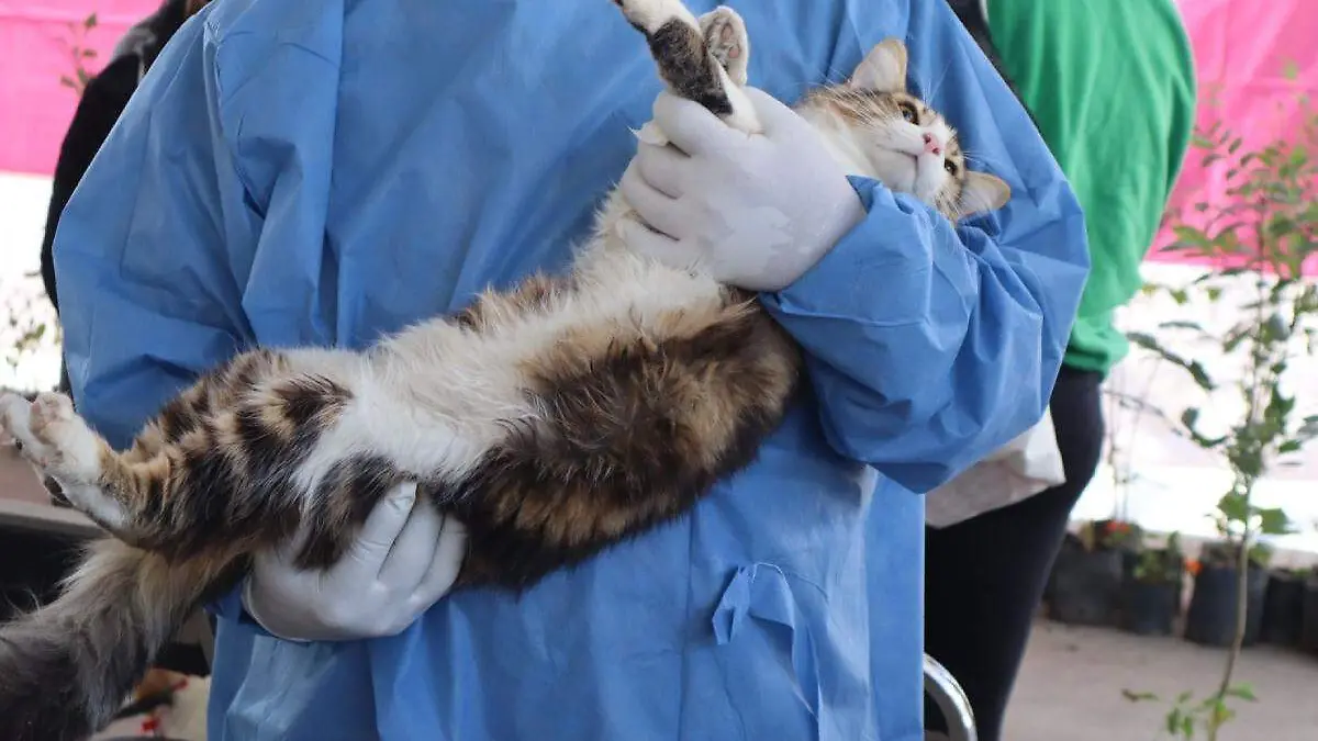 gato es cargado por un veterinario, llustrativa de las jornadas de bienestar animal