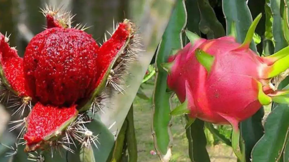 Pitaya