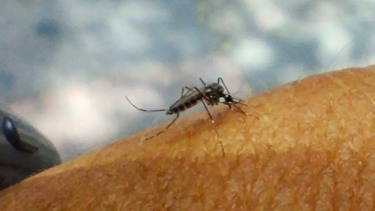 mosquito apunto de picar a una persona, ilustrativa dengue