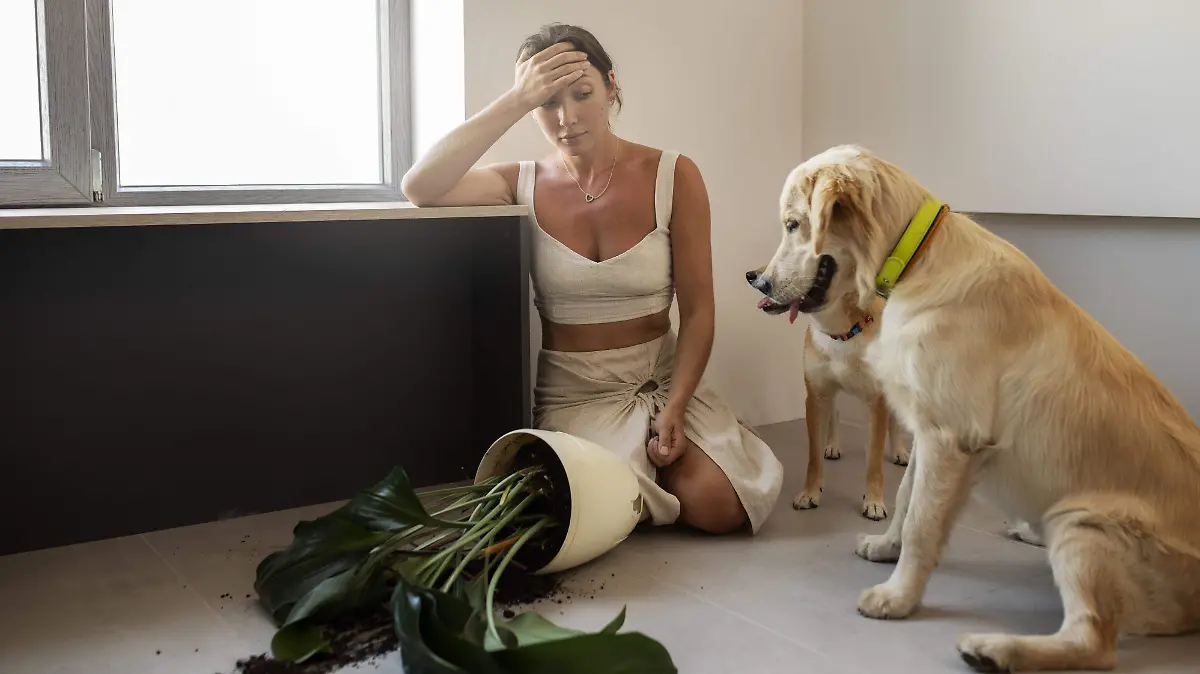 Los perros también sufren estrés.