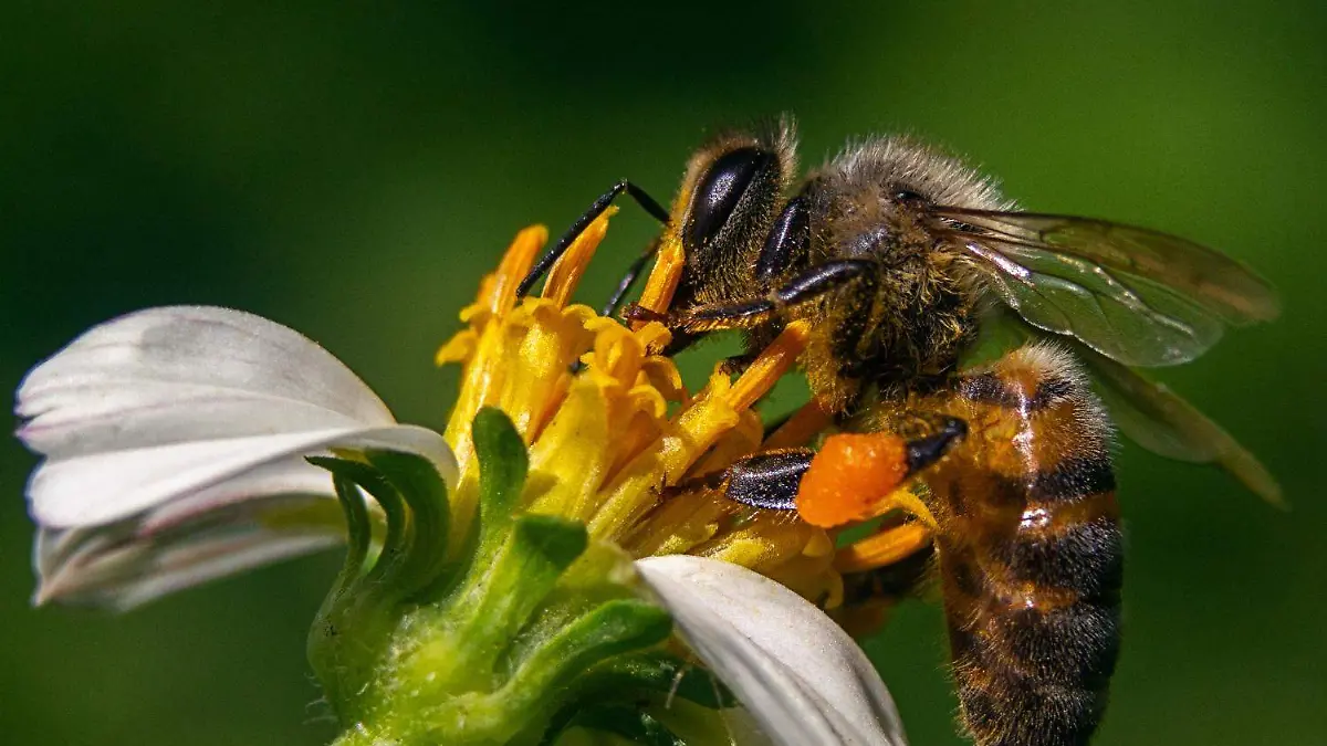 Aunque minúsculas, las abejas sostienen la vida en el planeta