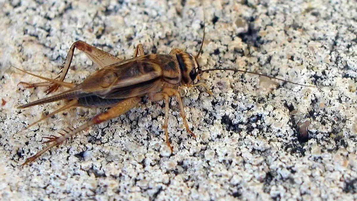 grillo