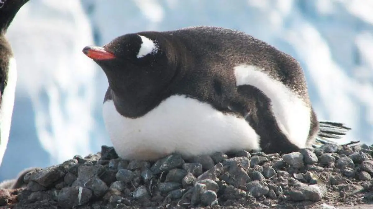 Descubren un pingüino “escondido” en las remotas islas de la Antártida