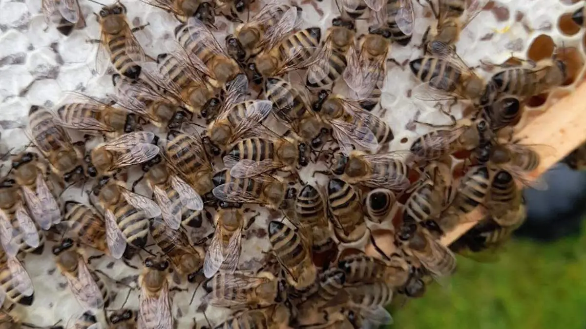 abejas