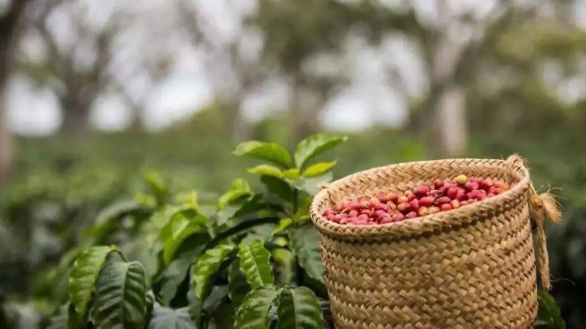 granos del café