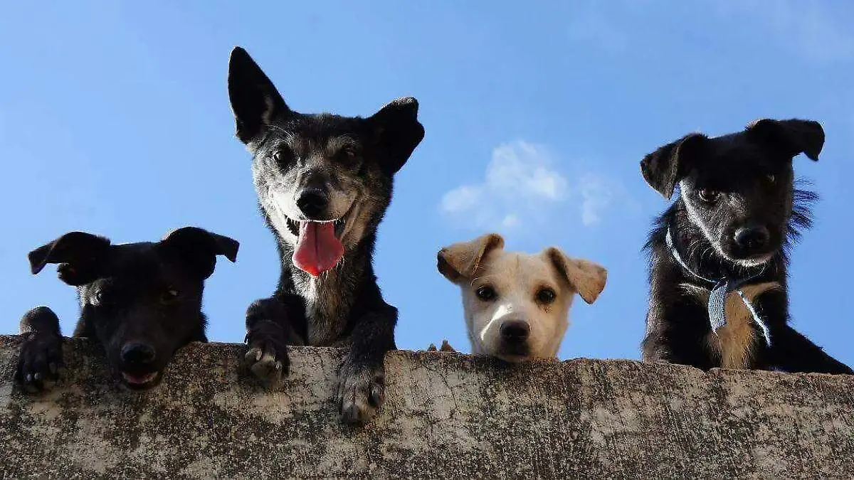 perros mascotas