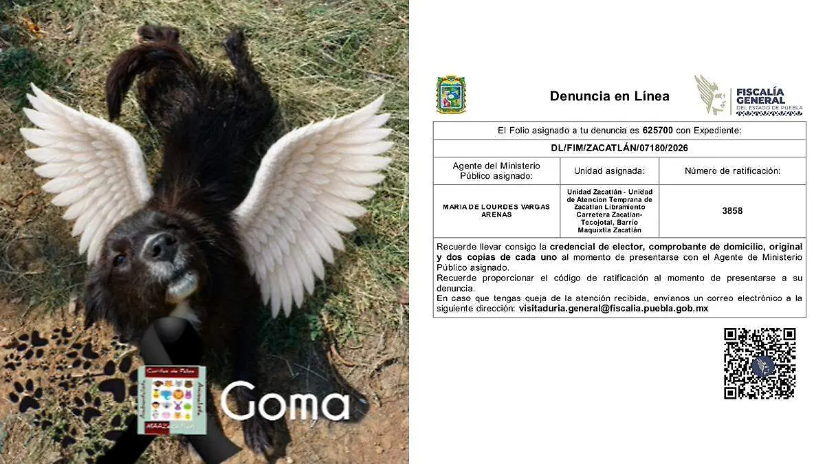 atropellan a goma en zacatlán 