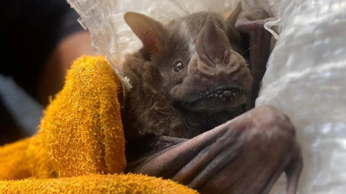 murcielagos en Tilapa