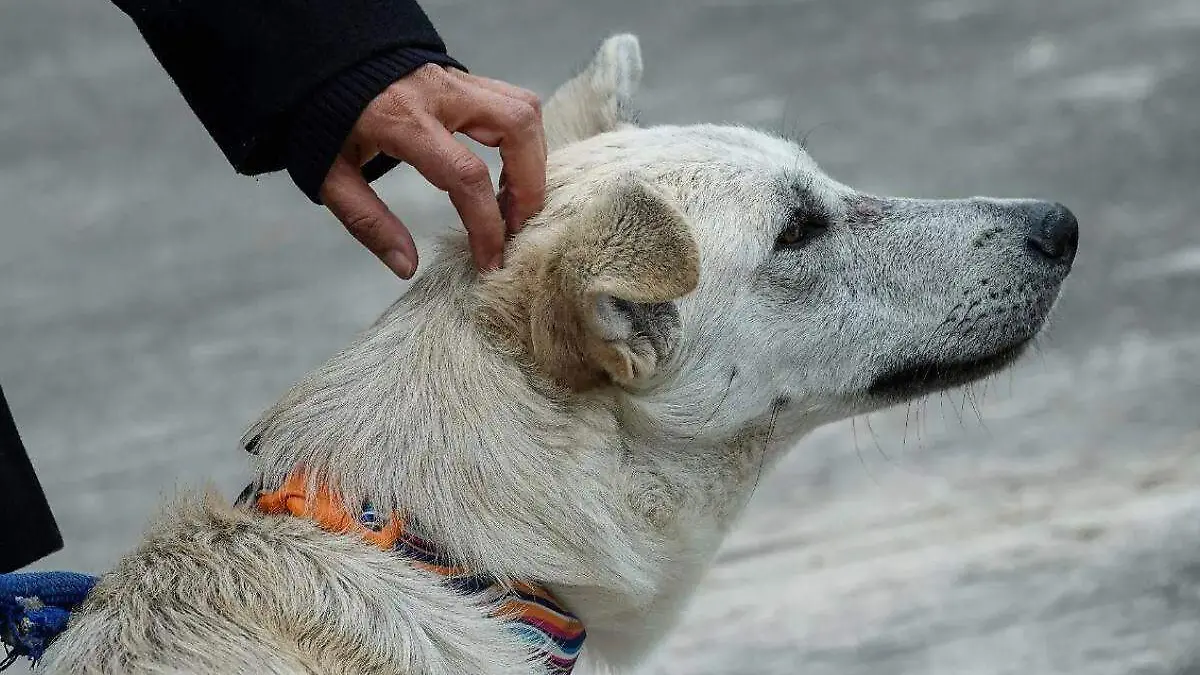 perrito mascota