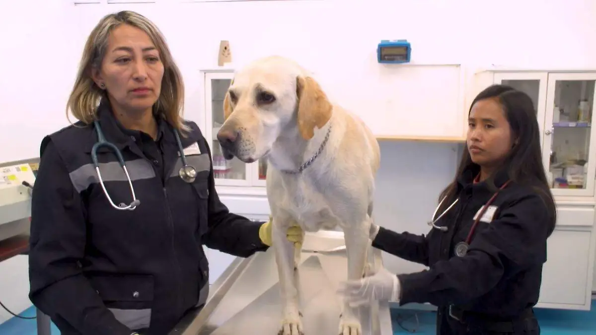 gusano barrenador en perros