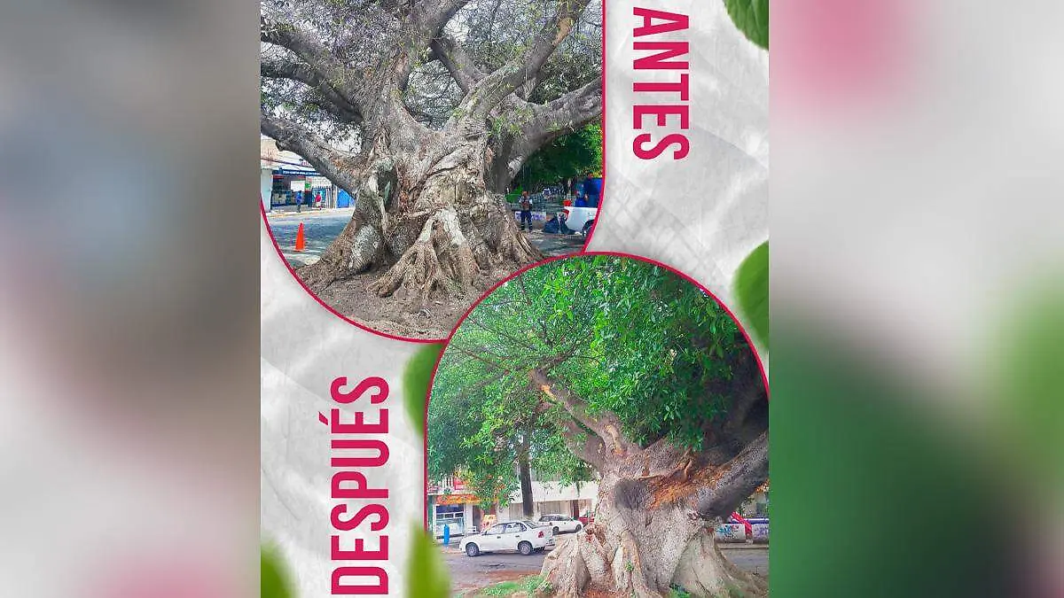 arboles