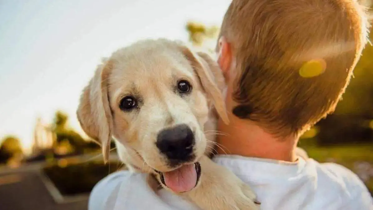 perro es cargado por su dueño