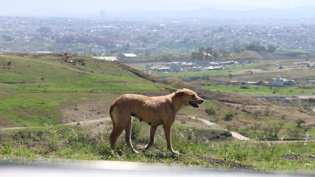 perros callejeros.