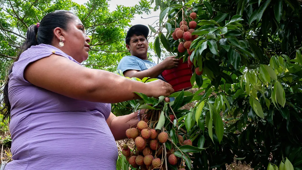 Productores agrícolas de todo el estado de Puebla podrán participar en una convocatoria