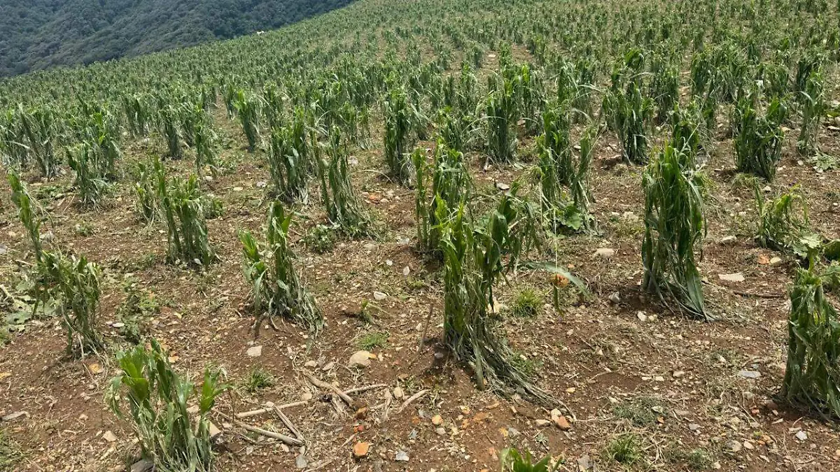 Incluso la fruta ya cortada resultó dañada por el clima