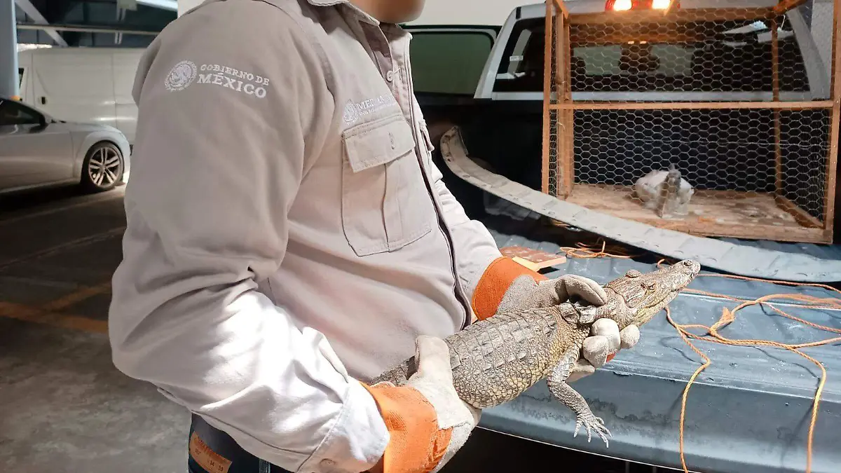 Entre operativos y reportes ciudadanos, la Profepa en Puebla resguardó trece ejemplares de fauna silvestre