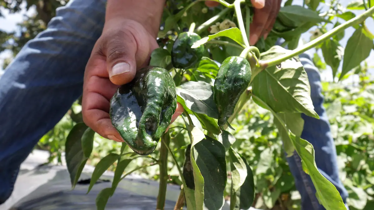chile criollo-
