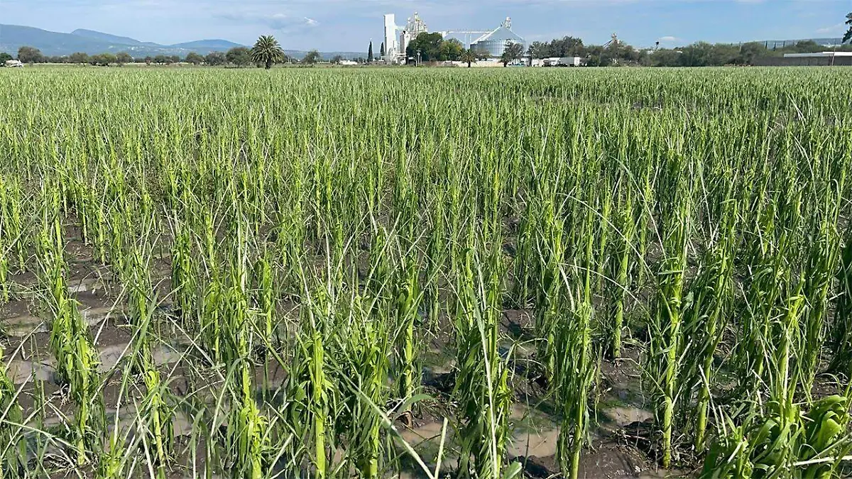De este cultivo apenas poco más de 20 hectáreas lograron salvarse.e este cultivo apenas poco más de 20 hectáreas lograron salvarse