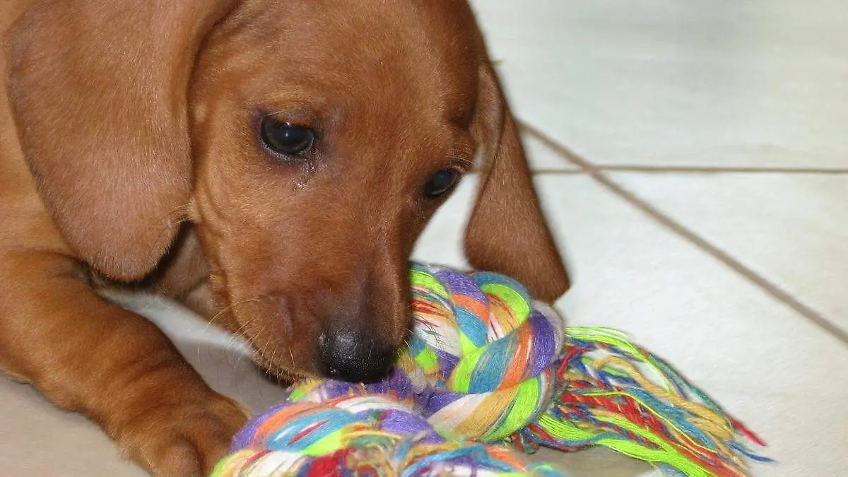 perro salchicha