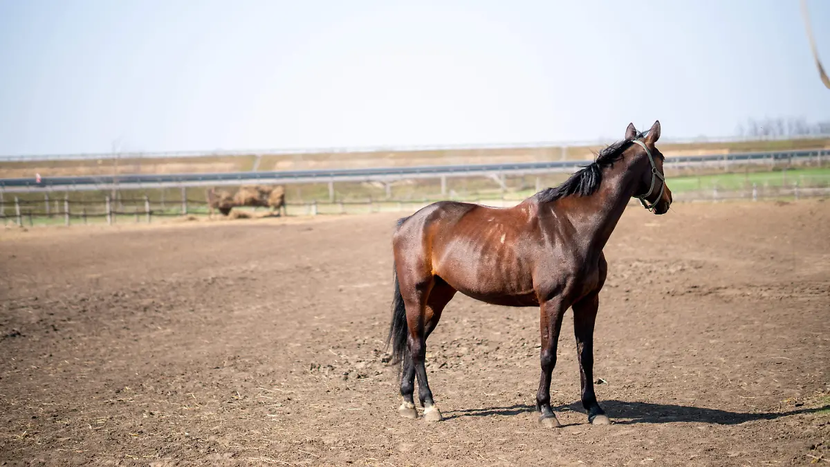 El video muestra al caballo cayendo en varias ocasiones mientras era arrastrado por una camioneta.