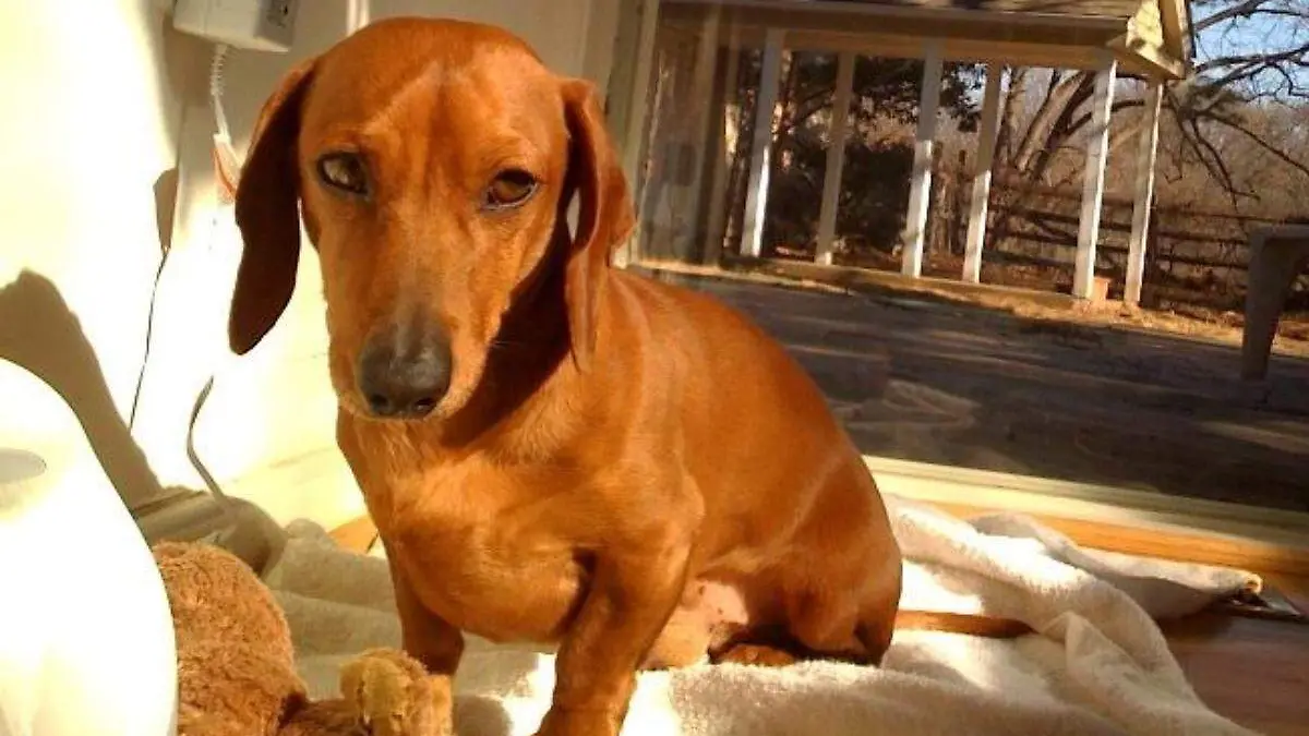 perrito salchicha