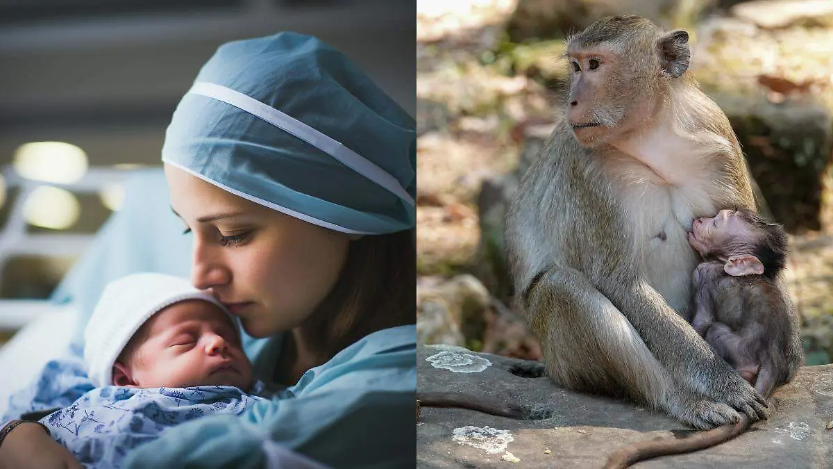 Los resultados cuestionan un estudio de la década de 1940 y sugieren que las complicaciones durante el parto podrían ser una característica presente desde los primeros primates.