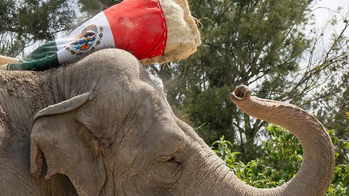 elefantes de Africam Safari dan pronostico del Mundial