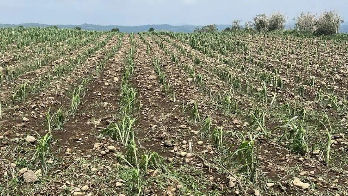 Campos de Atlixco afectados por la lluvia