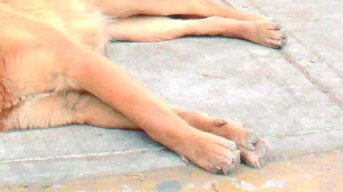 perro 6  OK_CMYK