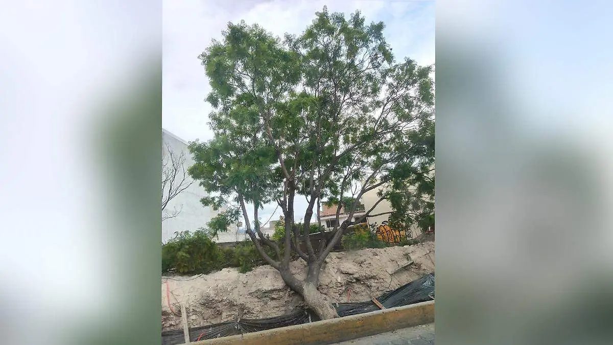 arbol obras