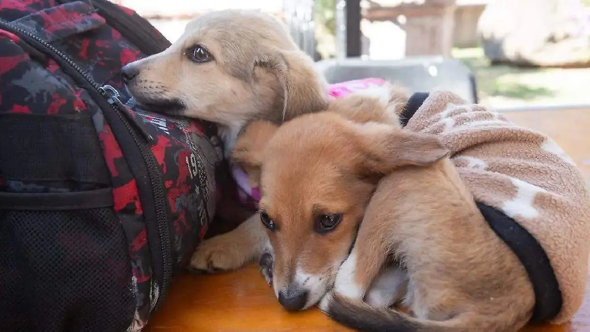 perros mascotas